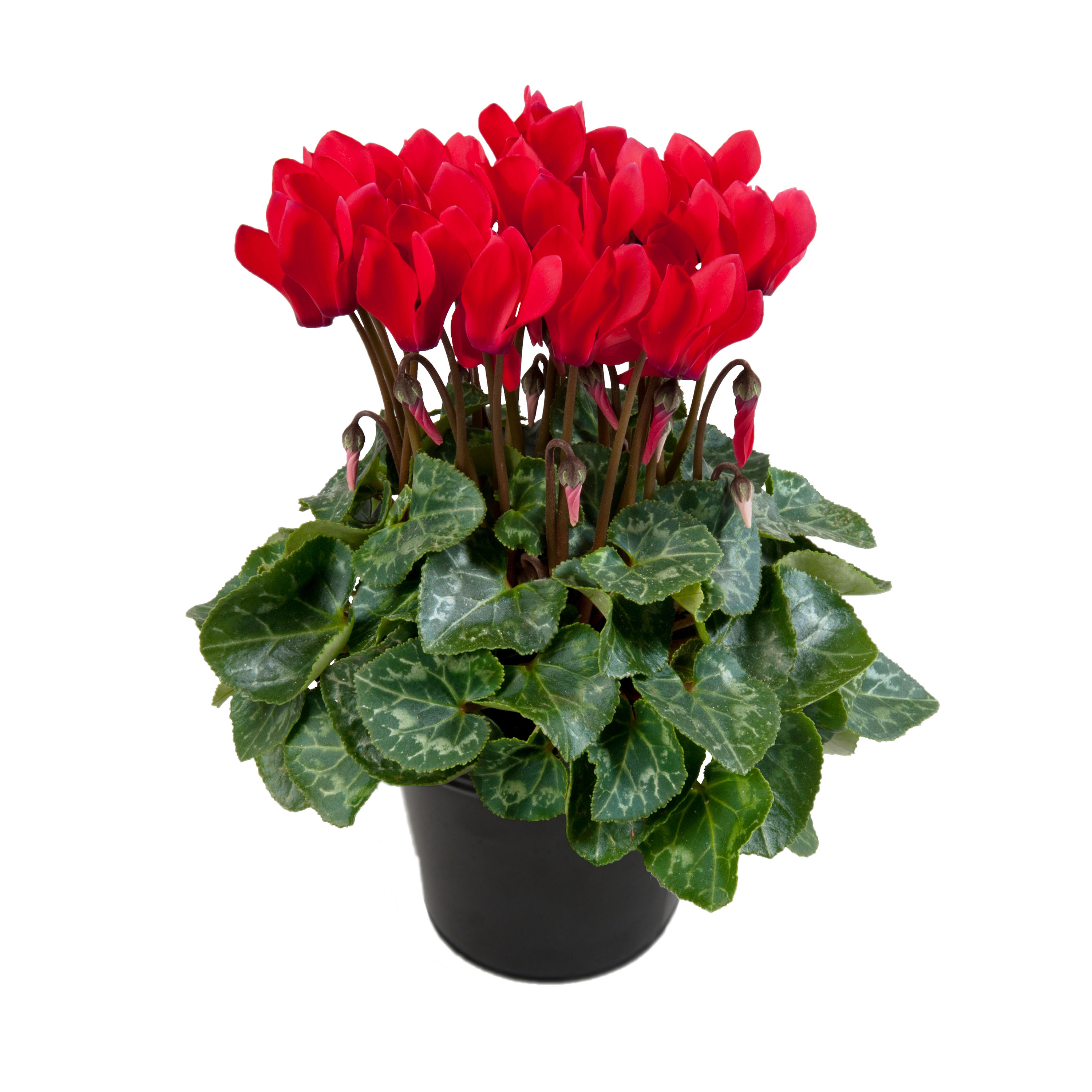 potted
