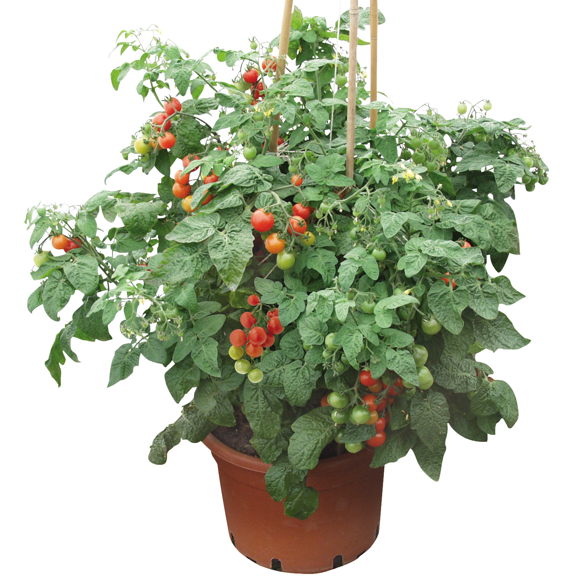vegetable