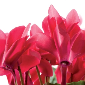  Cyclamen catalog