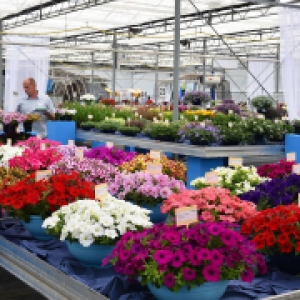 Are you ready? Flower Trials 2019!