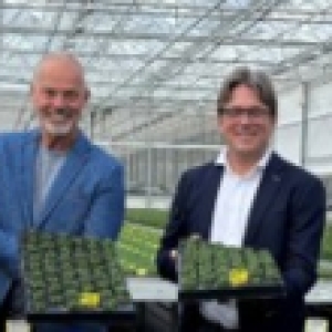 Restart of Schneider Youngplants B.V.!