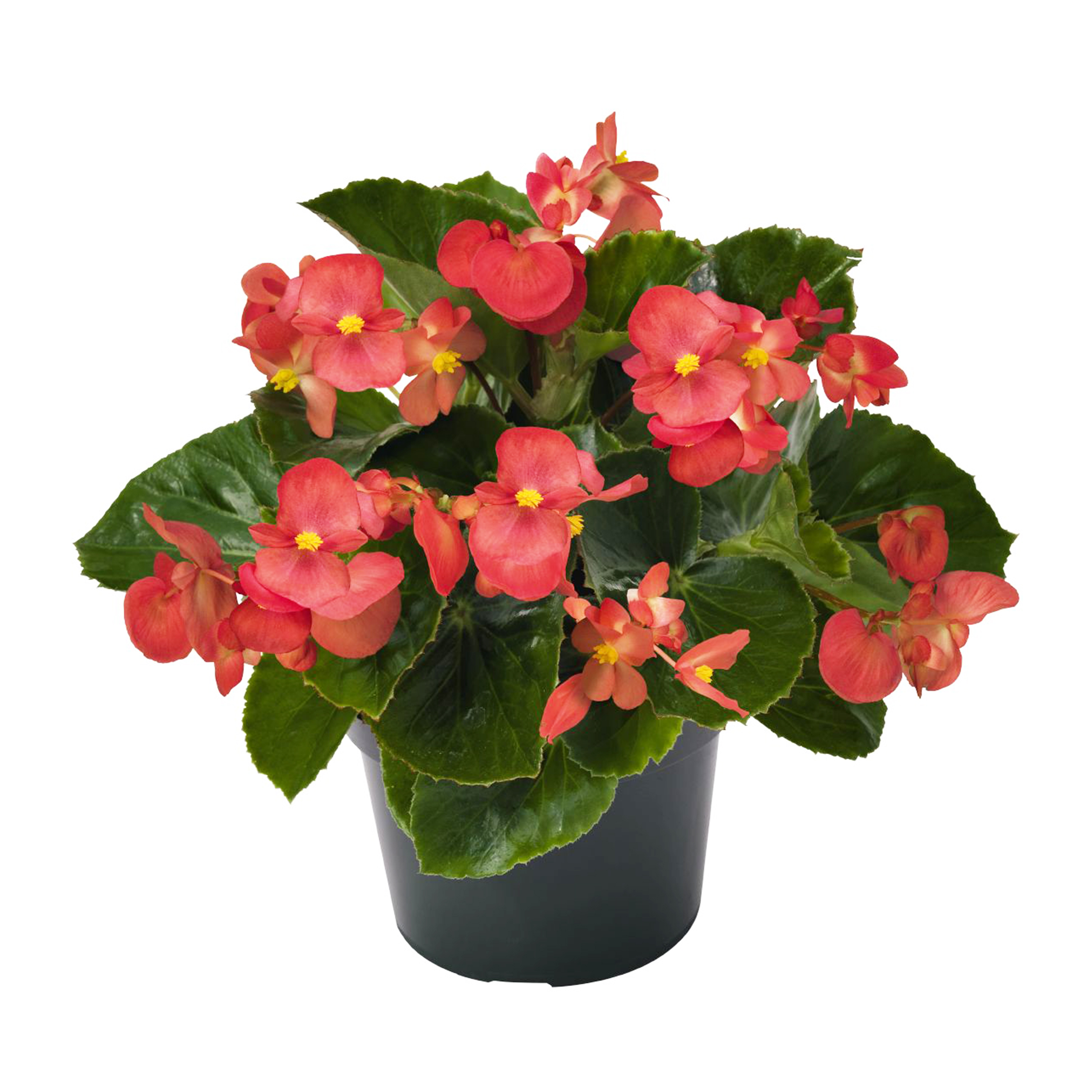 Begonia x benariensis Red, Green Leaf Schneider BV Schneider, Young