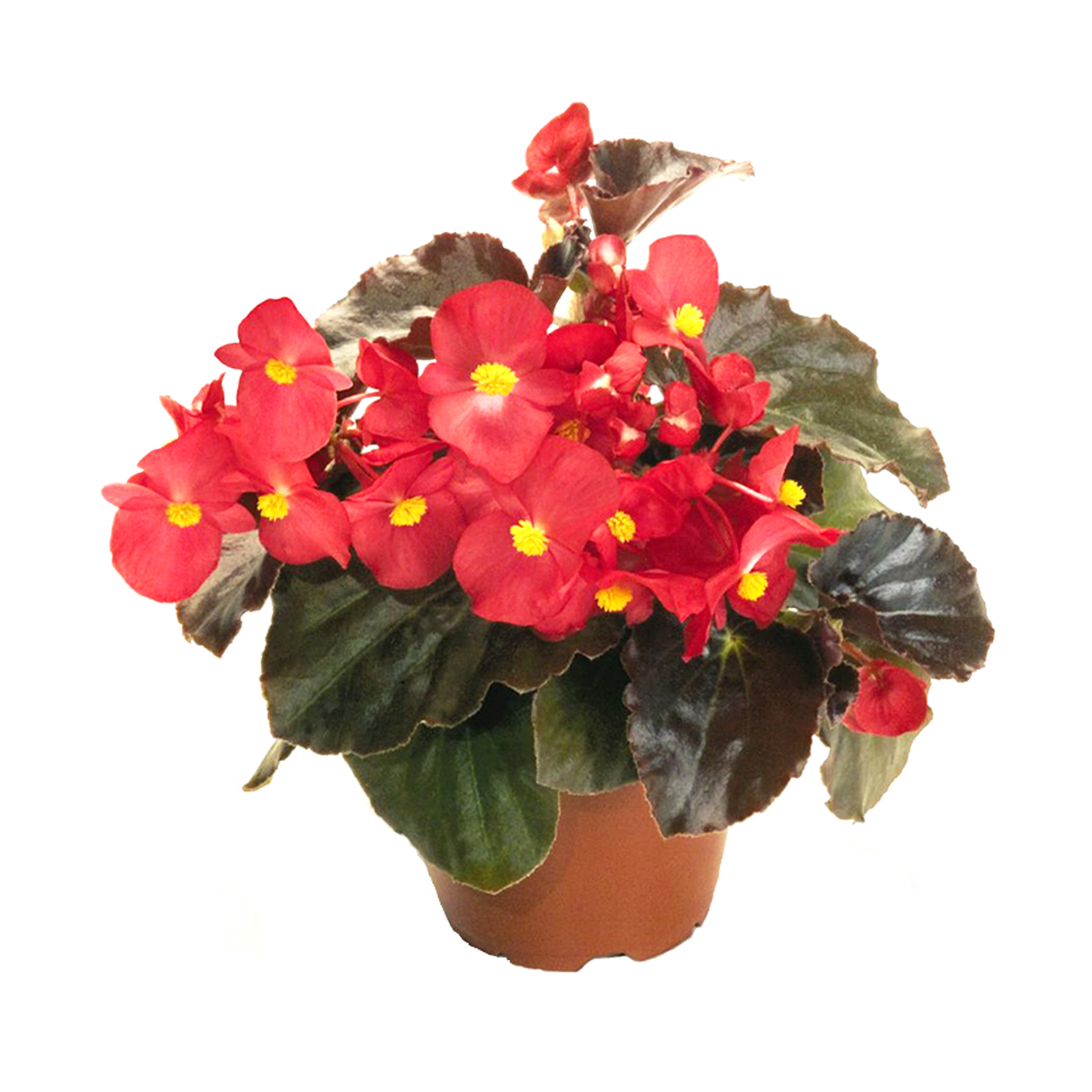 Begonia x benariensis Red, Bronze Leaf Schneider BV Schneider