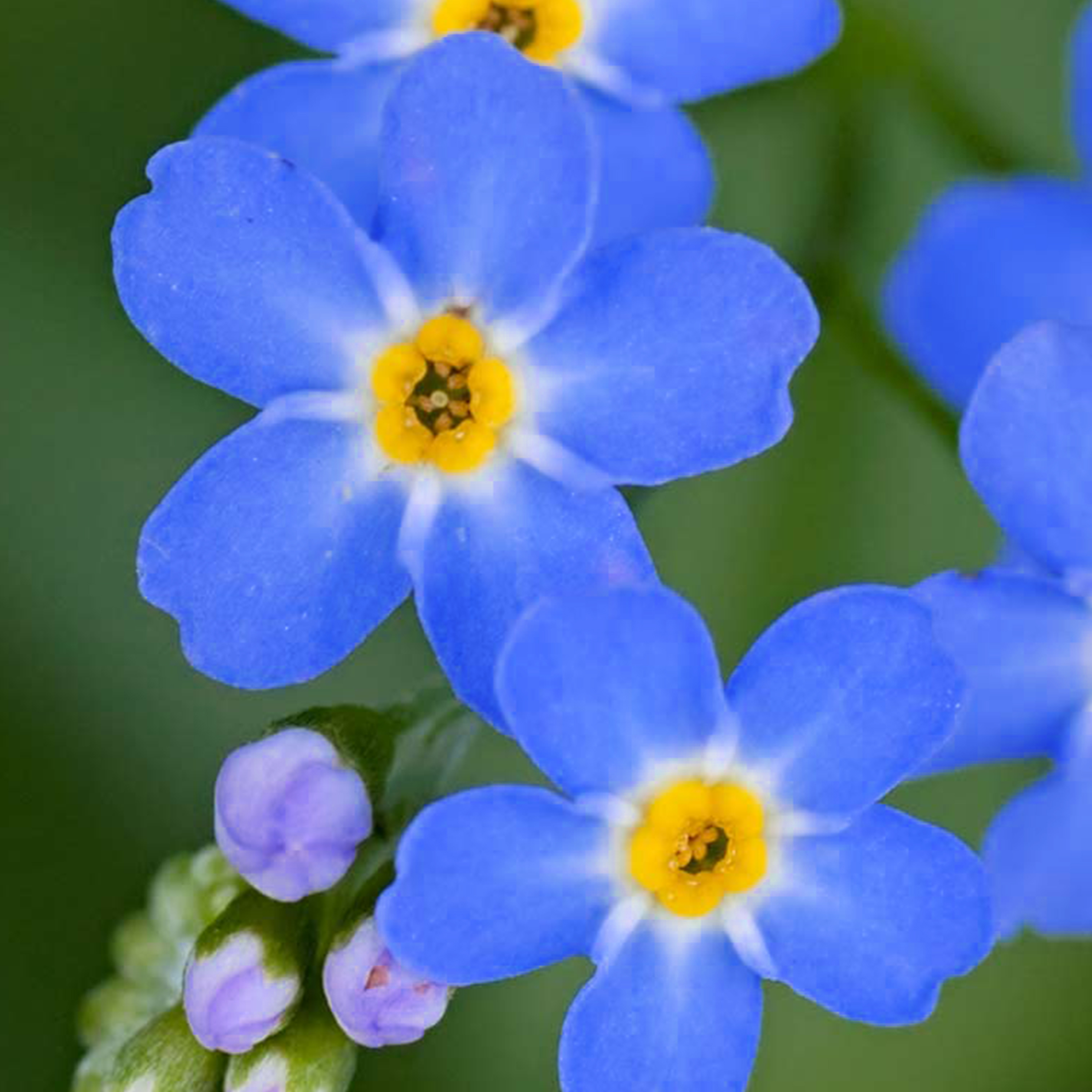 Myosotis (Forget Me Not) Seed, Compindi