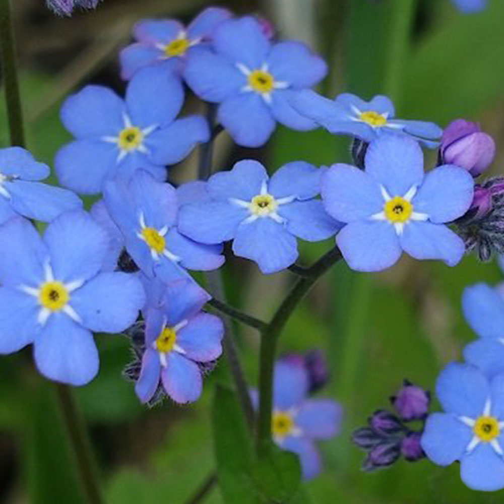 Myosotis (Forget Me Not) Seed, Compindi