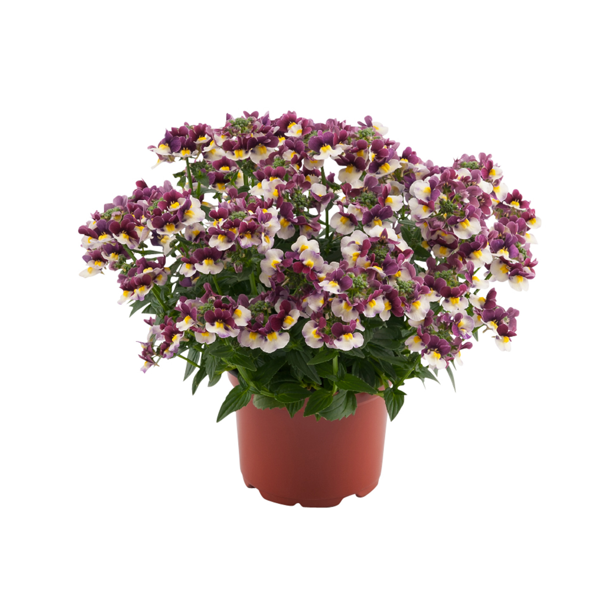 nemesia-fruticans-painted-rose-schneider-bv-schneider-young-plant