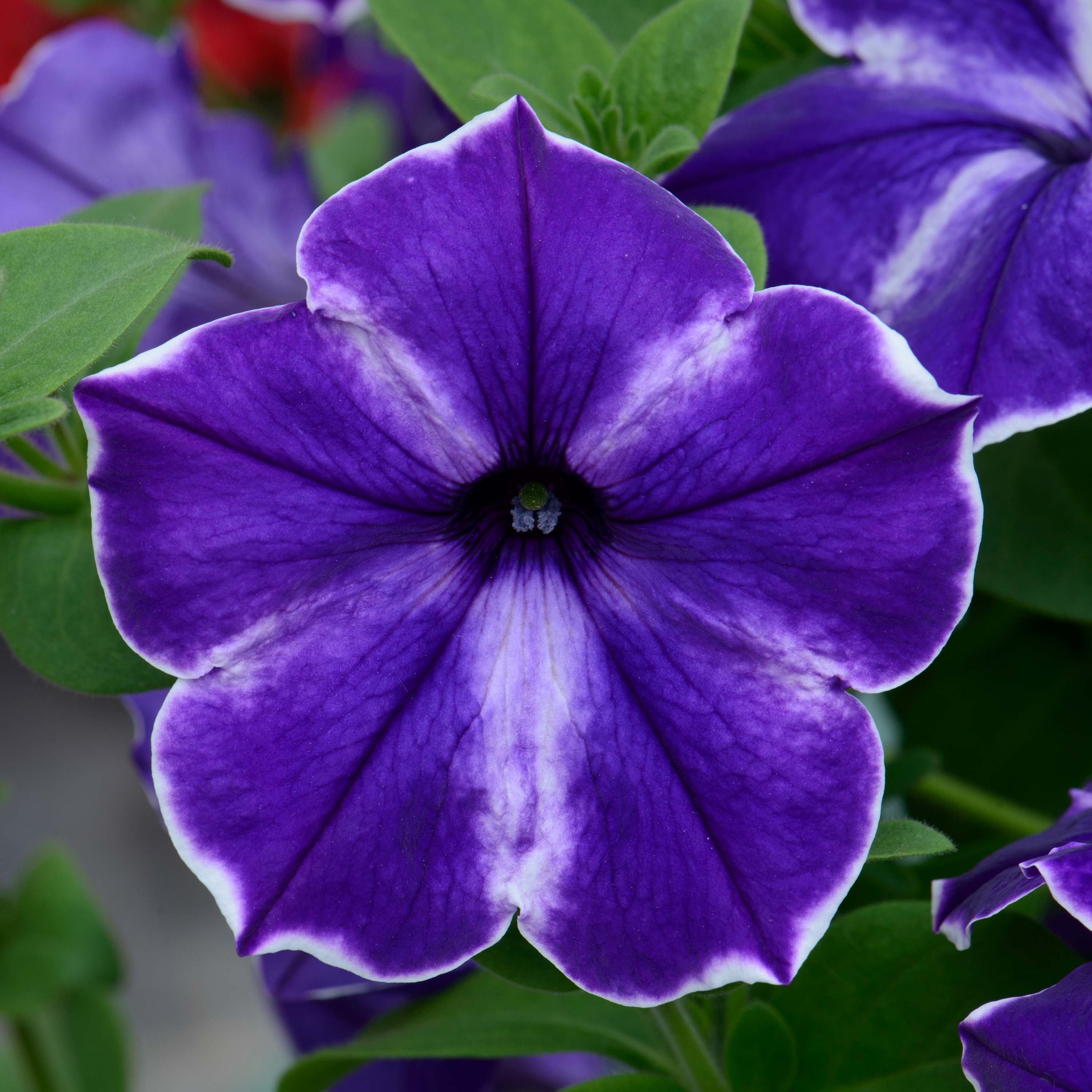 Петуния happytoonia starry blue описание - фото