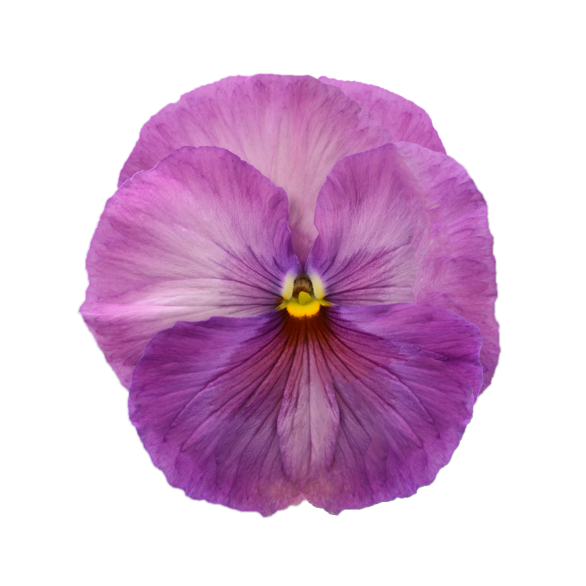 Viola wittrockiana Lavender Blotch Shades - Schneider BV - Schneider, Young  plant and Seed professionals!