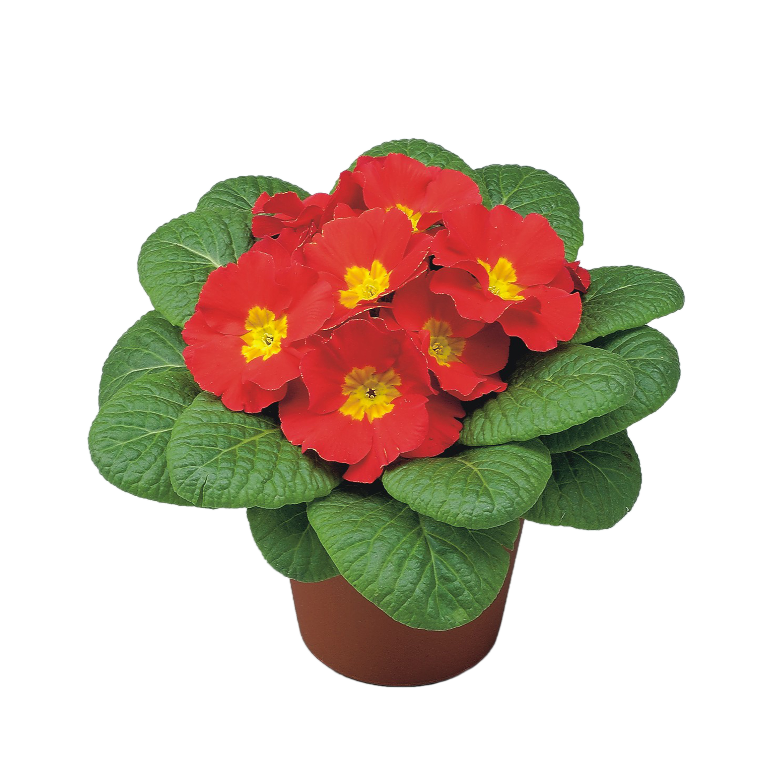 Primula acaulis Scarlet - Schneider BV - Schneider, Young plant and Seed  professionals!