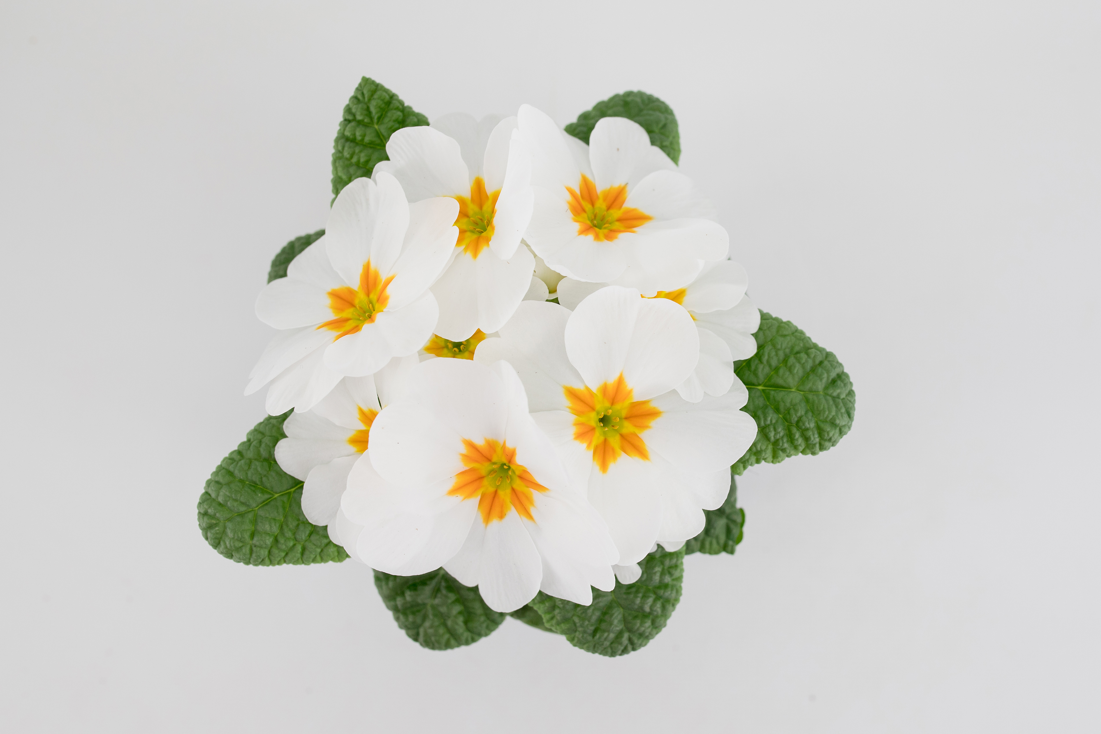 Primula acaulis White plant Schneider Young Seed - and Schneider, - BV professionals