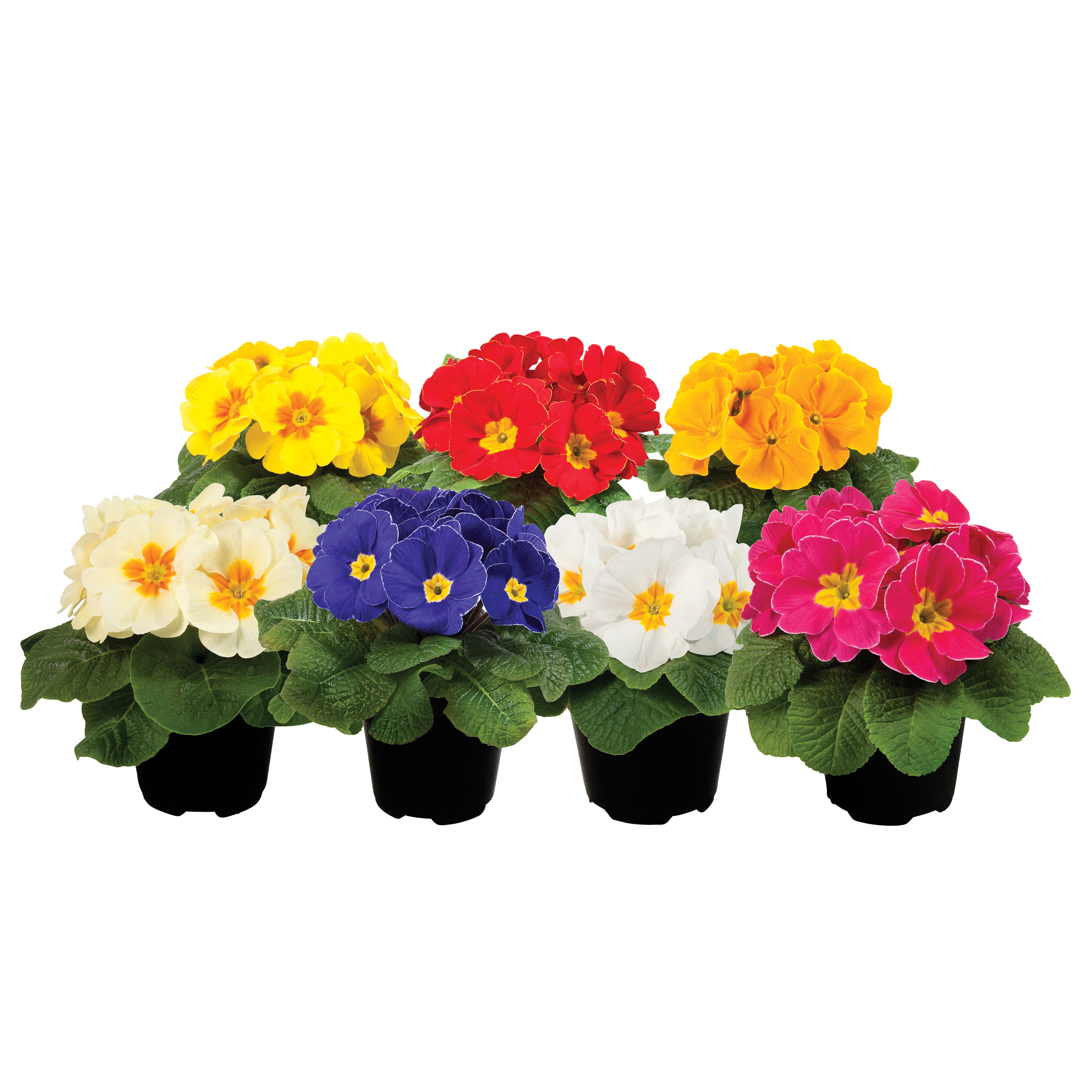 Schneider Mix plant professionals! acaulis and Primula - BV Seed - Schneider, Young