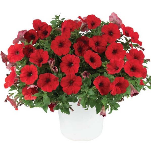 Petunia Ruby Red - Schneider BV - Schneider, Young plant and Seed ...