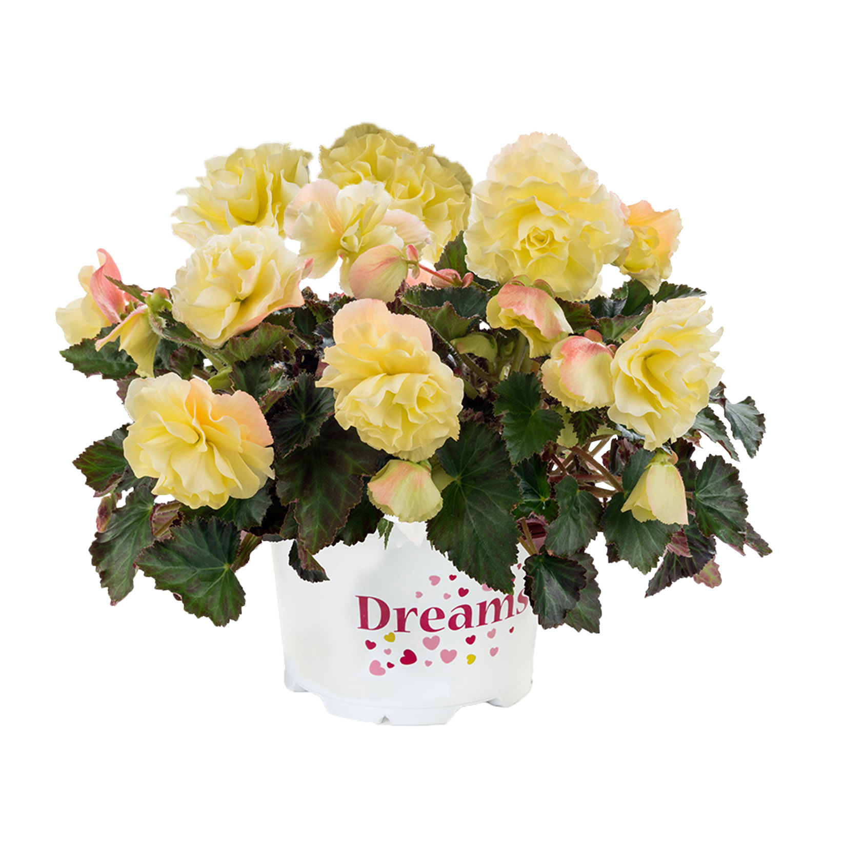 Begonia Elatior Lemon Schneider Bv Schneider Young Plant And Seed Professionals