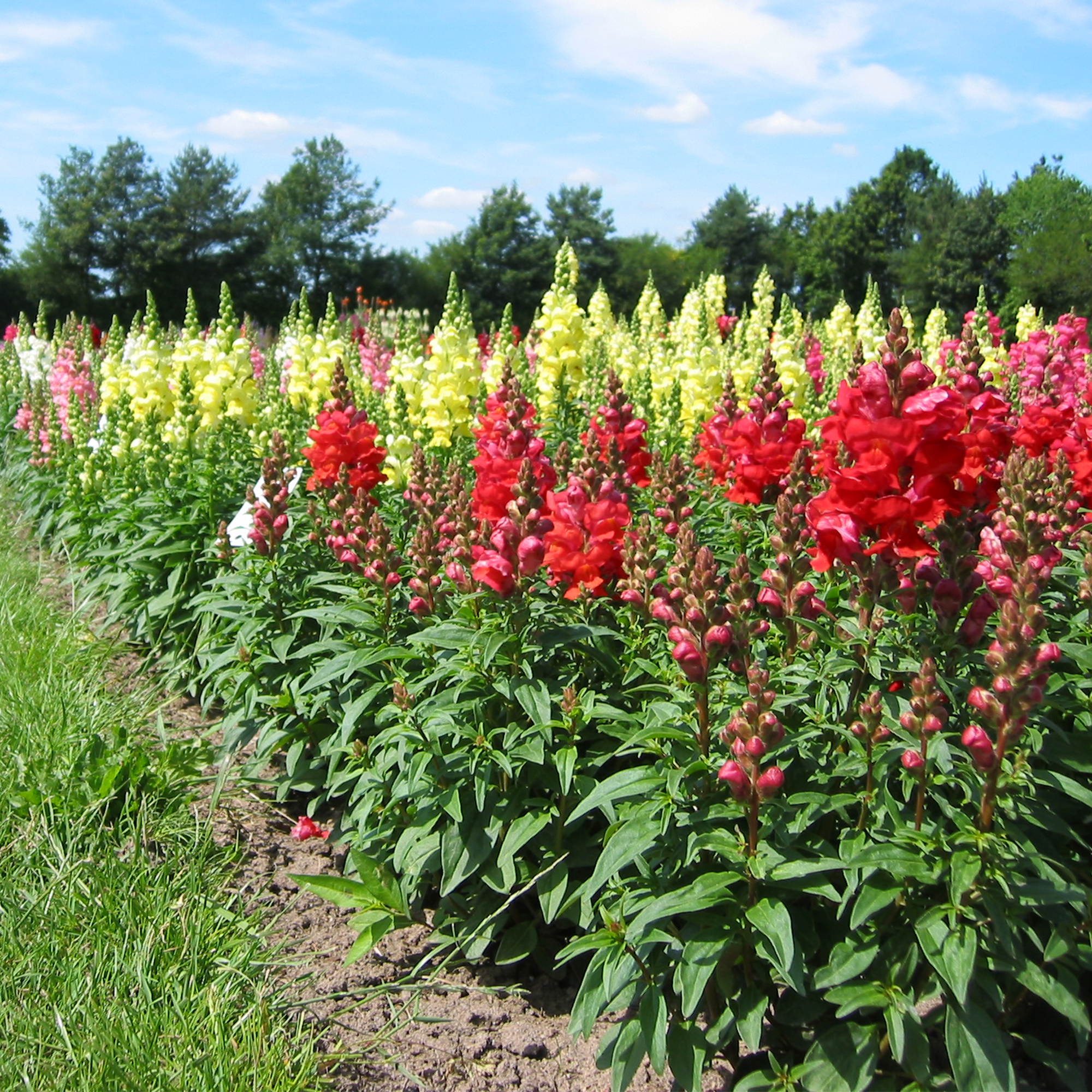 Antirrhinum majus deals