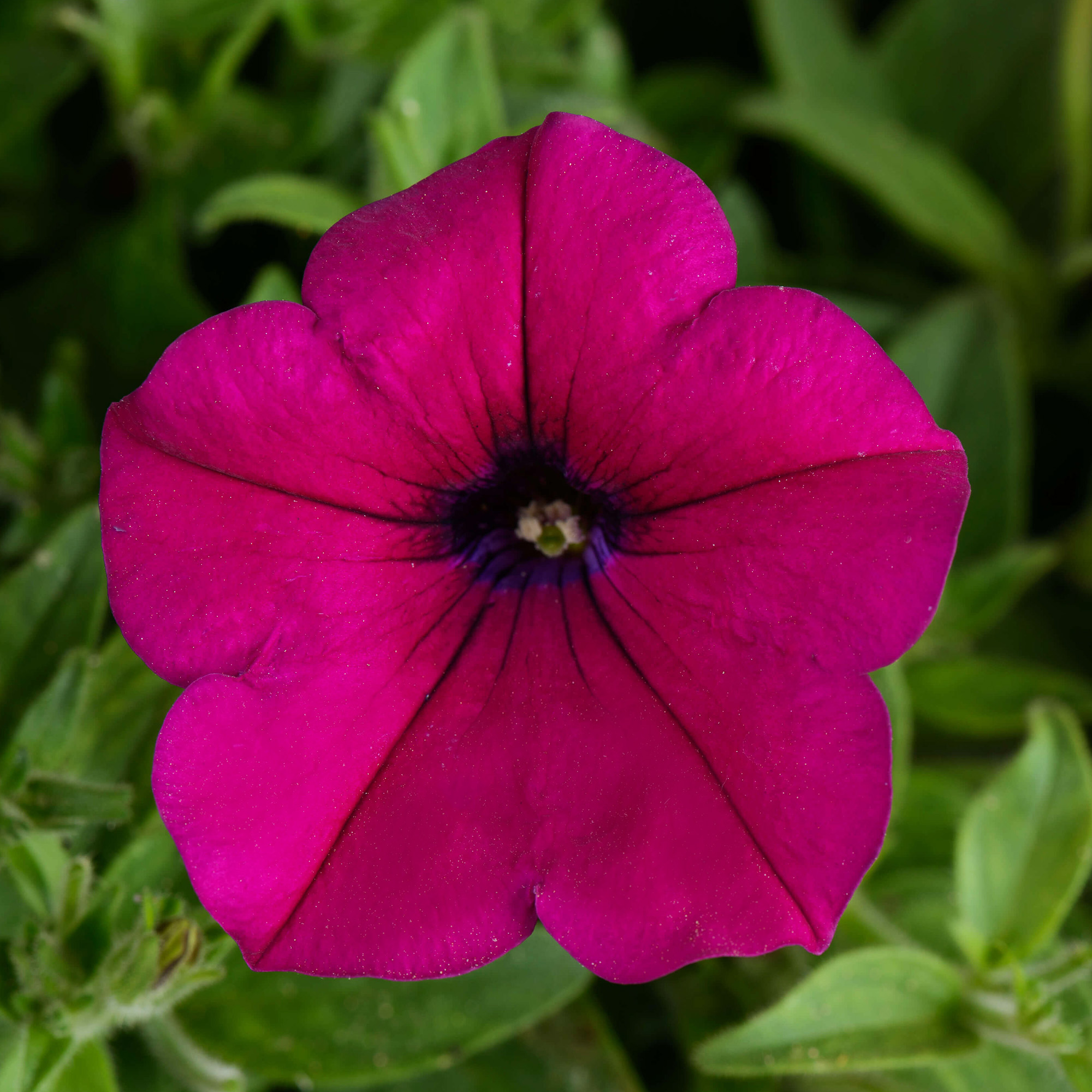 petunia-burgundy-schneider-bv-schneider-young-plant-and-seed