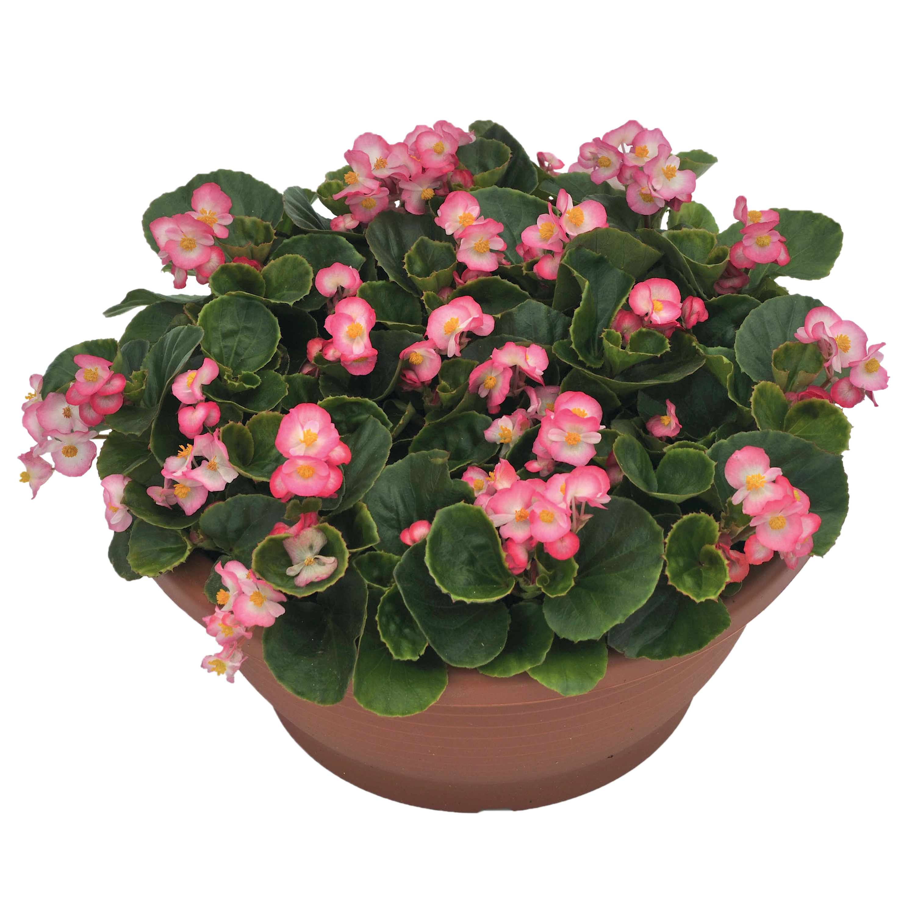 Begonia semperflorens Ambassador Bicolor - Schneider BV - Schneider, Young  plant and Seed professionals!